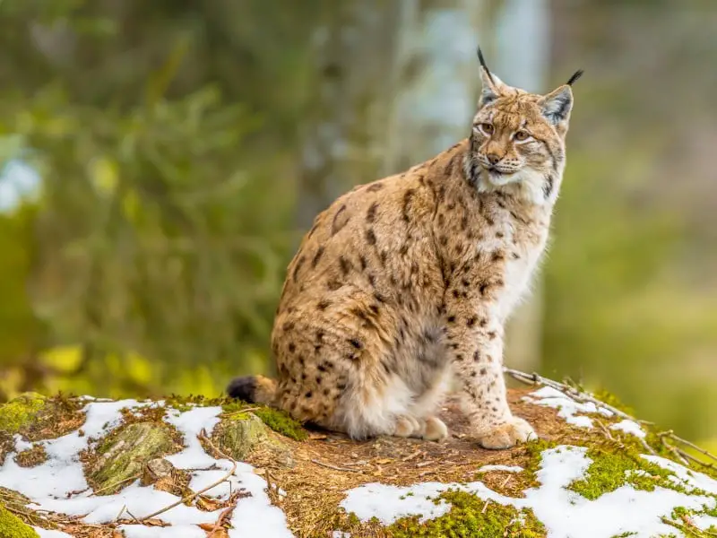 Los 7 animales más aterradores y peligrosos de Austria