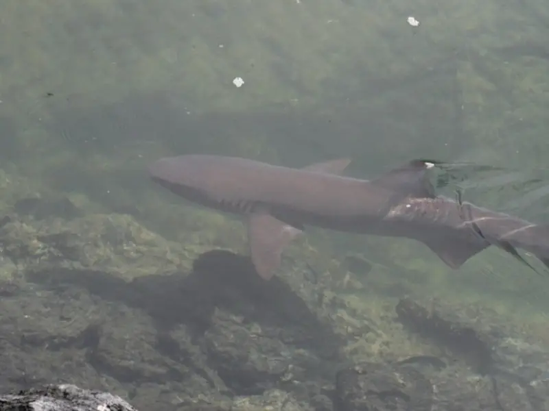 ¿Hay tiburones en el mar Adriático? 9 especies que puedes encontrar