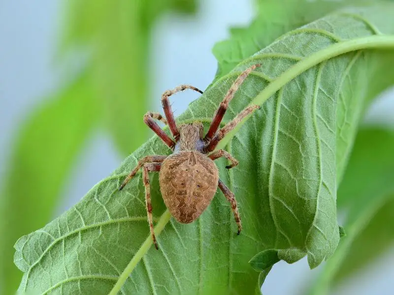 7 especies de arañas encontradas en Portugal