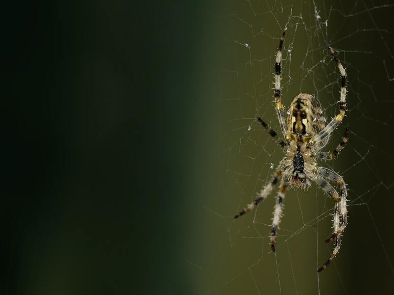 7 especies de arañas encontradas en Portugal