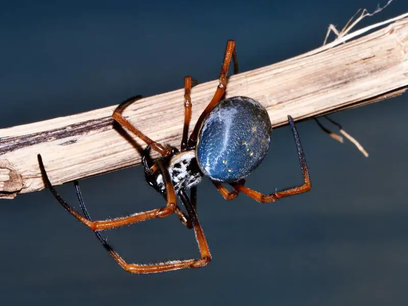 7 especies de arañas encontradas en Portugal
