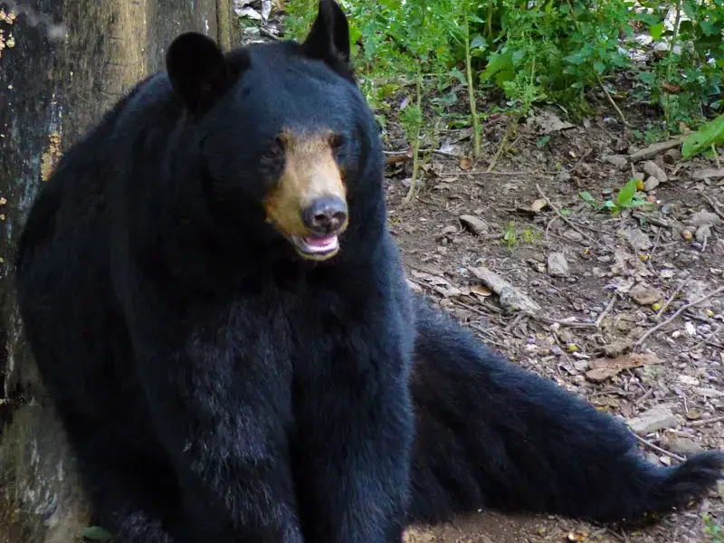 Los 5 animales más peligrosos de Tennessee que debes conocer