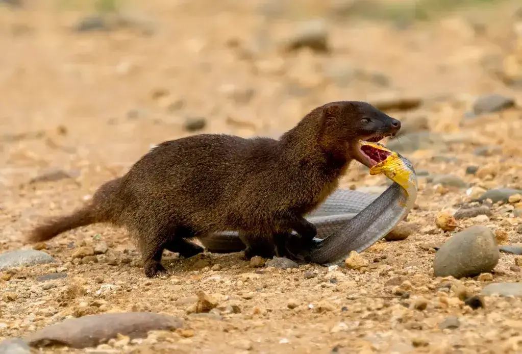 ¡17 animales peligrosos de República Dominicana que debes conocer! ¡17 animales peligrosos de República Dominicana que debes conocer!