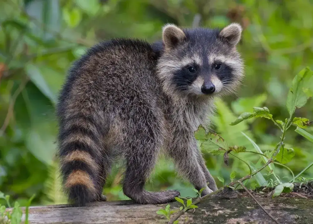 ¡Animales comunes, raros y peligrosos en Lake Tahoe y dónde encontrarlos! ¡Animales comunes, raros y peligrosos en Lake Tahoe y dónde encontrarlos!