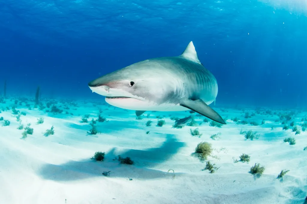 ¡17 animales peligrosos de República Dominicana que debes conocer! ¡17 animales peligrosos de República Dominicana que debes conocer!