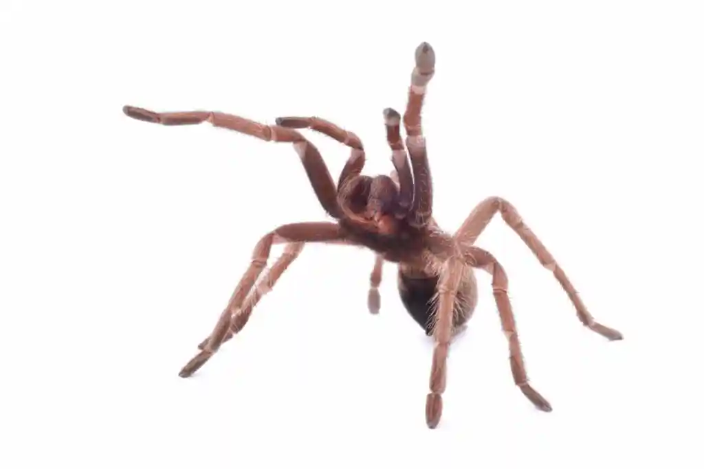 ¡17 animales peligrosos de República Dominicana que debes conocer! ¡17 animales peligrosos de República Dominicana que debes conocer!
