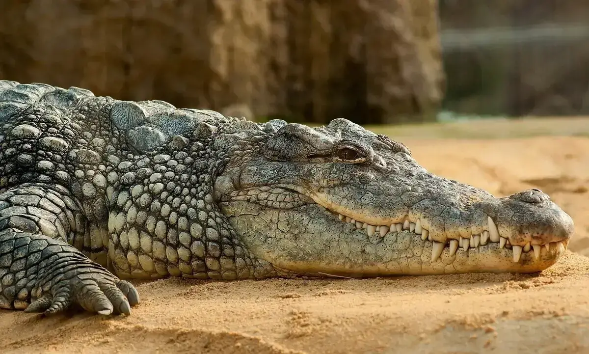 Los 11 animales más peligrosos de Nueva Zelanda: los principales asesinos mortales