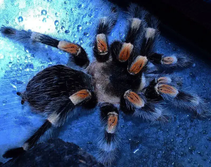 Los 9 animales más peligrosos de China: animales mortales explorados Los 9 animales más peligrosos de China: animales mortales explorados