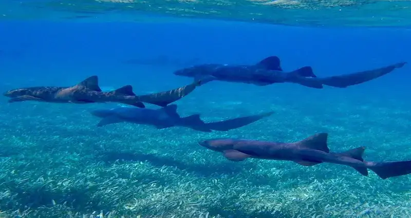 ¿Hay tiburones en Costa Rica? 7 especies de tiburones que encontrarás