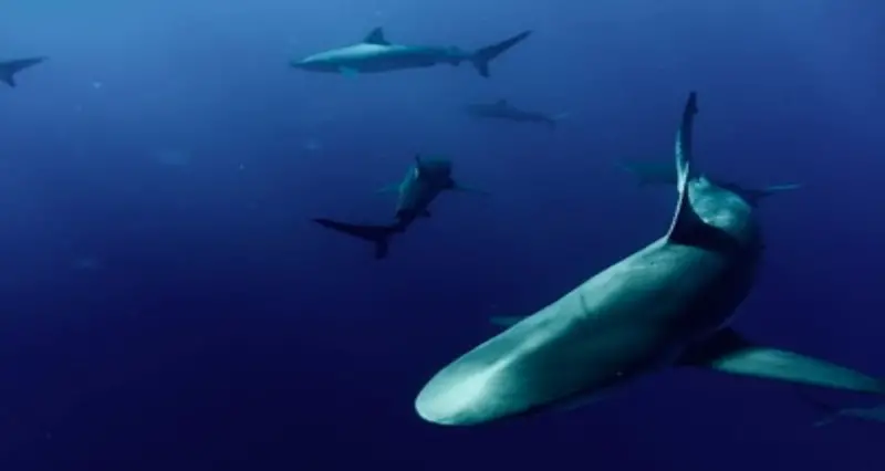 ¿Hay tiburones en Costa Rica? 7 especies de tiburones que encontrarás