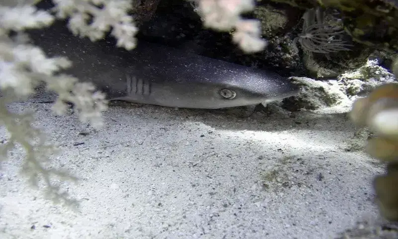¿Hay tiburones en Costa Rica? 7 especies de tiburones que encontrarás