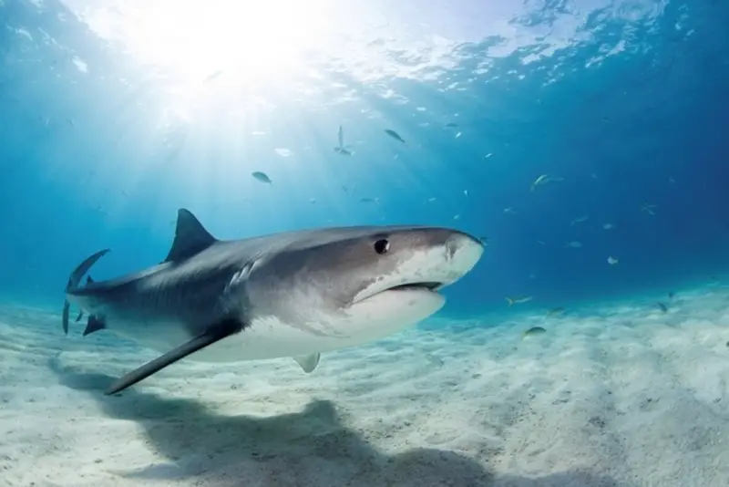 ¿Hay tiburones en Costa Rica? 7 especies de tiburones que encontrarás