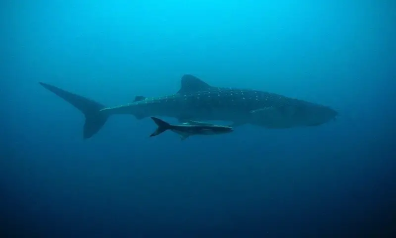 ¿Hay tiburones en Costa Rica? 7 especies de tiburones que encontrarás