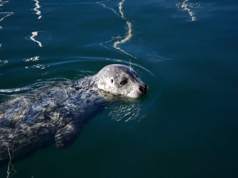 Los 7 animales más aterradores y peligrosos de Islandia