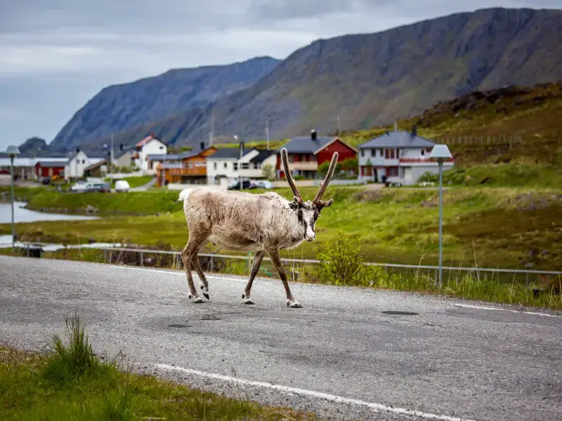 Los 7 animales más aterradores y peligrosos de Islandia