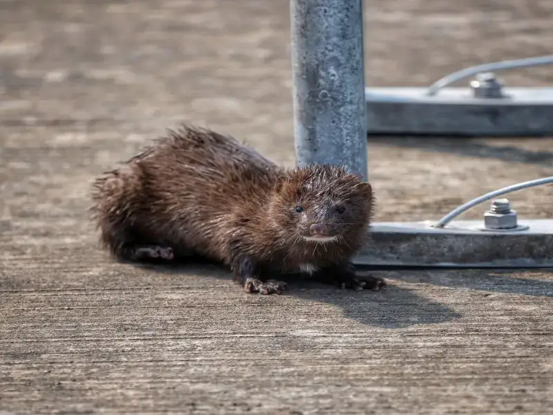 Los 7 animales más aterradores y peligrosos de Islandia
