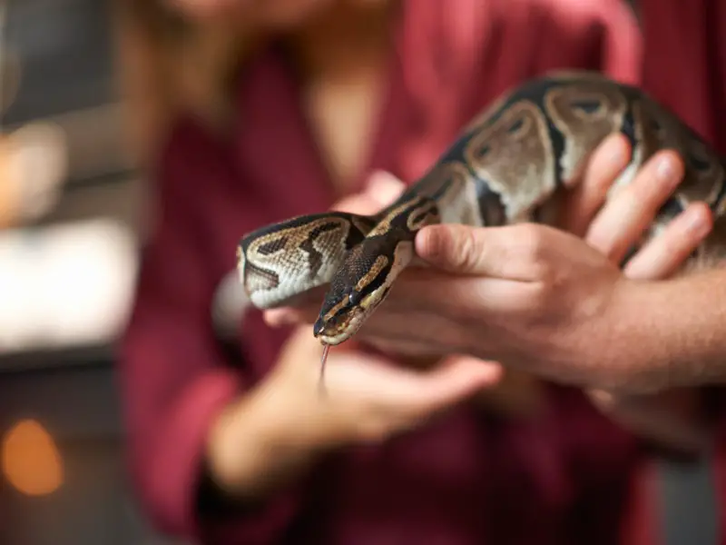 Los 9 animales más peligrosos que puedes encontrar en Malasia