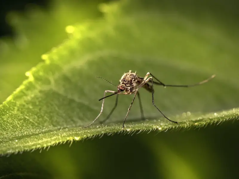 Mosquitos en Bali: todo lo que debes saber