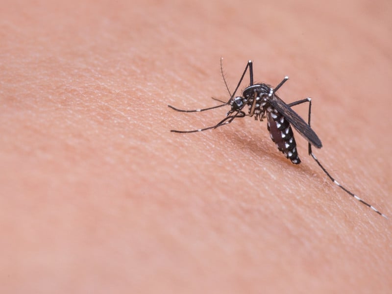 Mosquitos en Bali: todo lo que debes saber