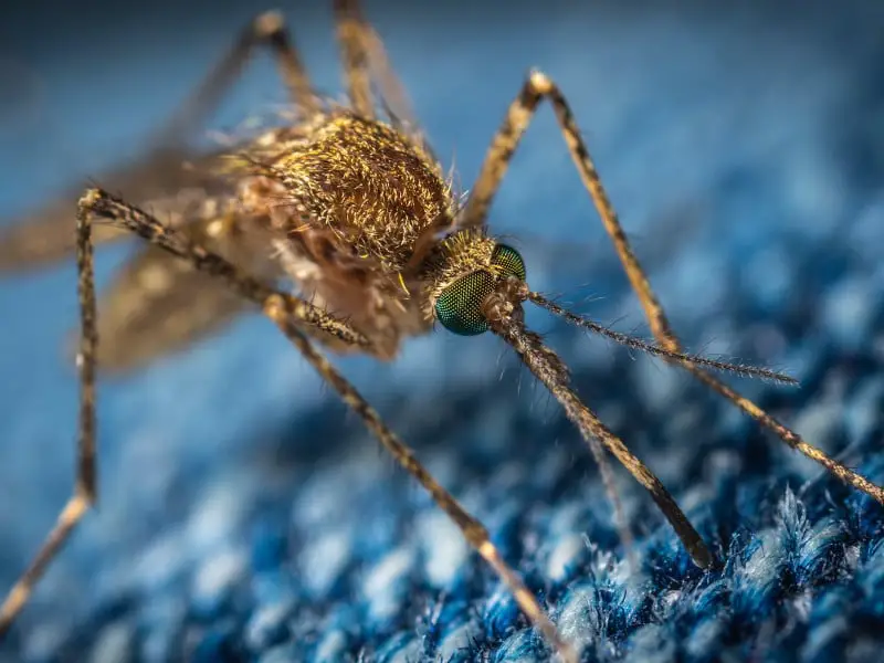 Mosquitos en Bali: todo lo que debes saber