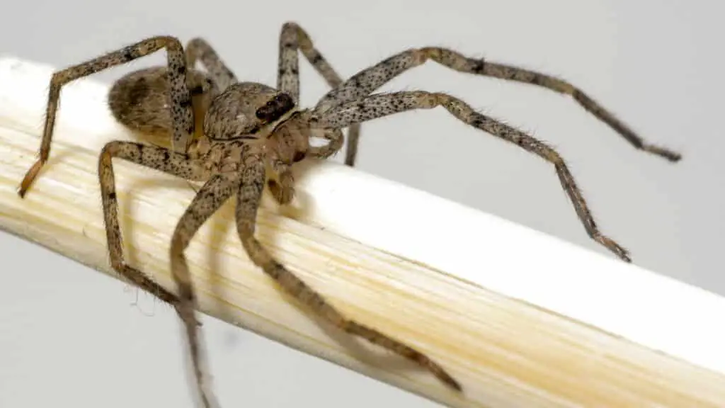 Las 7 arañas más peligrosas de Costa Rica[4th one is Deadliest]