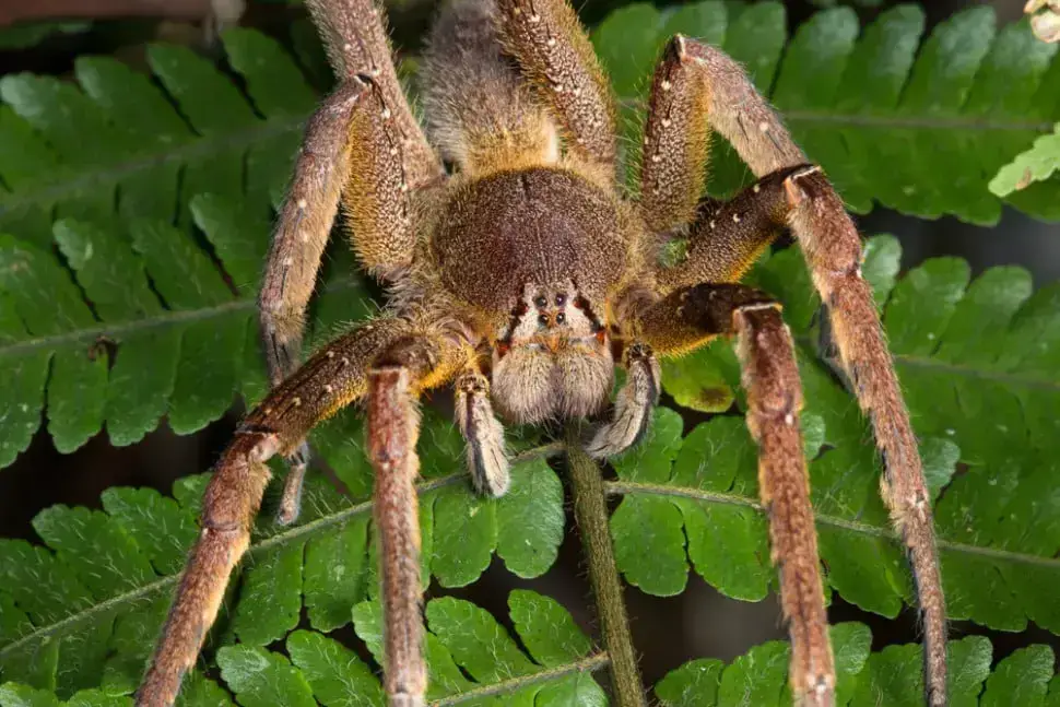 Las 7 arañas más peligrosas de Costa Rica[4th one is Deadliest]