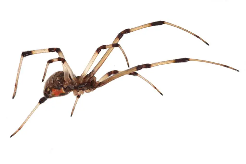 Las 7 arañas más peligrosas de Costa Rica[4th one is Deadliest]