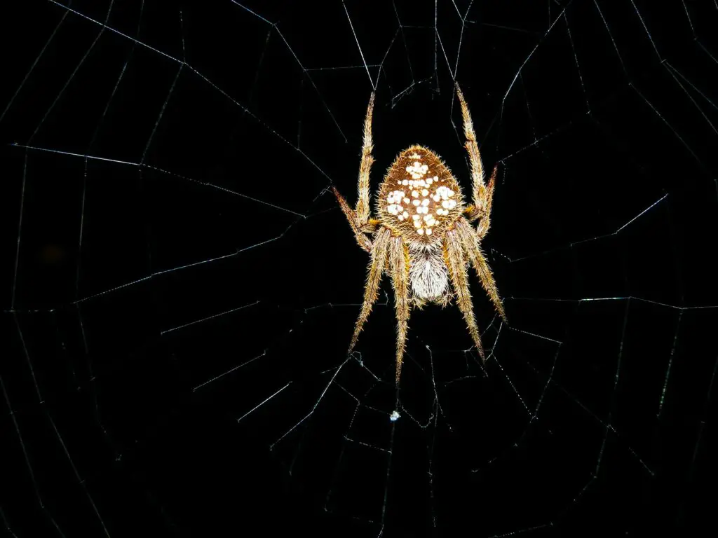 Las 7 arañas más peligrosas de Costa Rica[4th one is Deadliest]