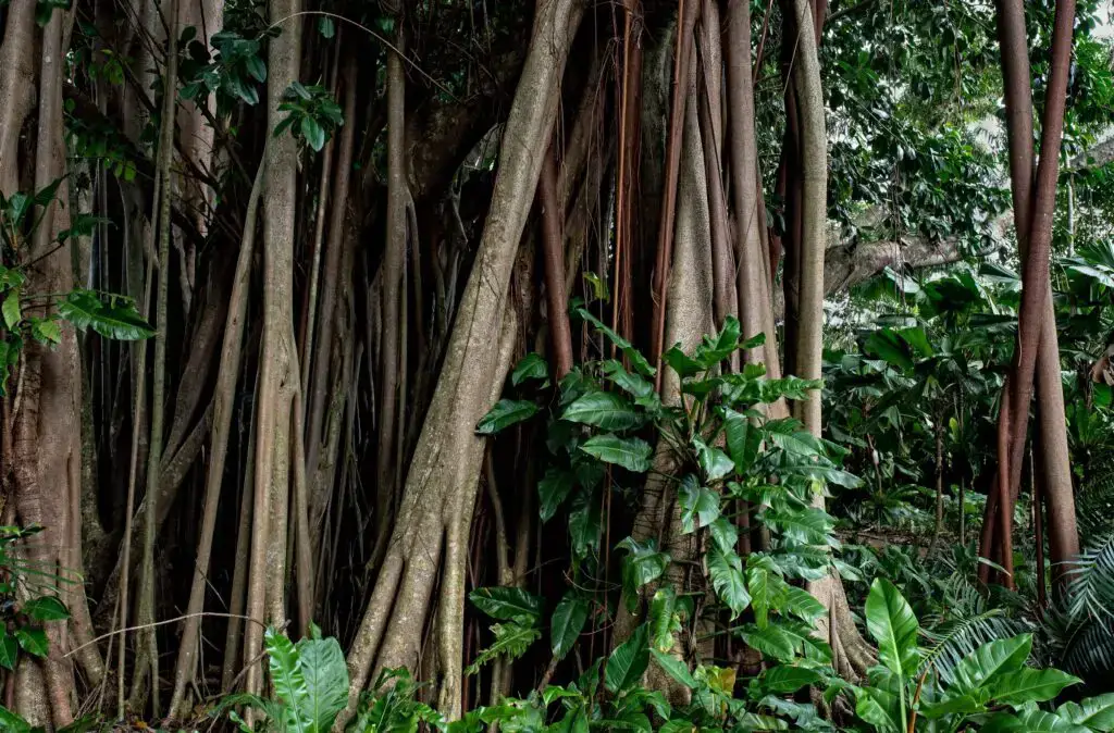 12 Diversos Tipos De Vegetación Que Puedes Encontrar En Brasil