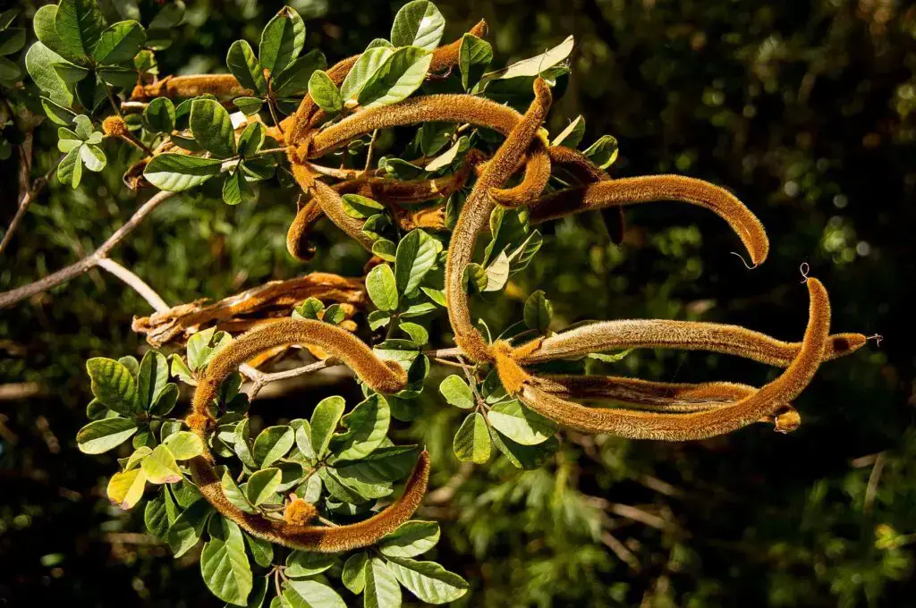 12 Diversos Tipos De Vegetación Que Puedes Encontrar En Brasil