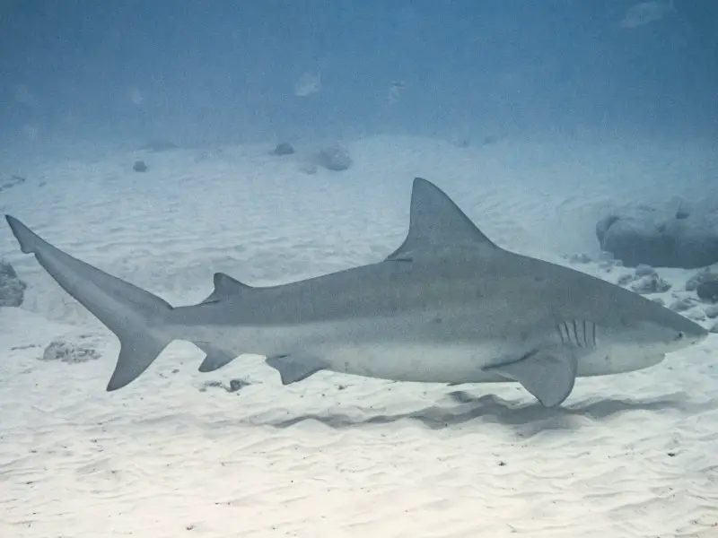 ¿Hay tiburones en Tailandia? 7 especies de la tierra de las sonrisas