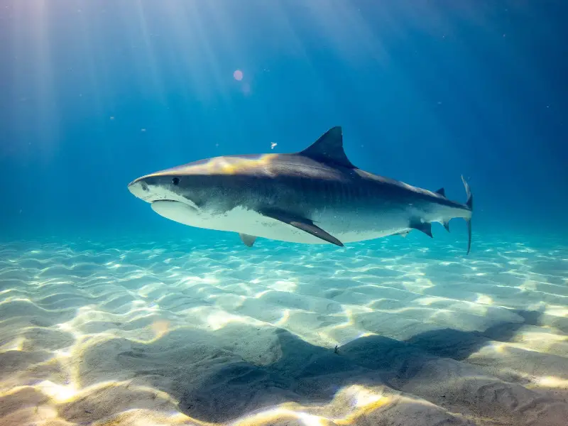 ¿Hay tiburones en Tailandia? 7 especies de la tierra de las sonrisas