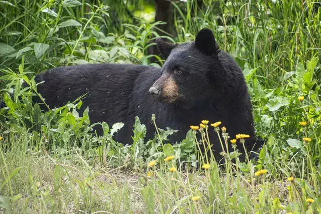 Los 9 animales más peligrosos de Canadá encontrados en estado salvaje