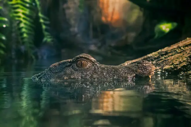 Los 9 animales más peligrosos de Canadá encontrados en estado salvaje