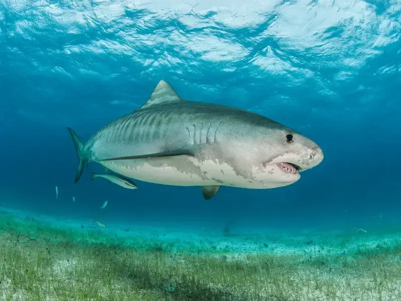 ¿Hay tiburones en el Mar Rojo? 7 especies a tener en cuenta