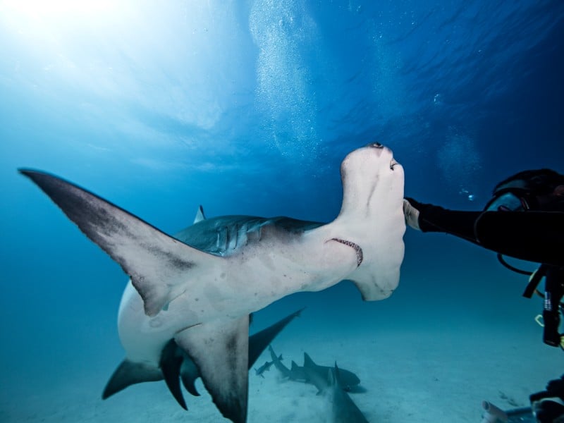 ¿Hay tiburones en el Mar Rojo? 7 especies a tener en cuenta