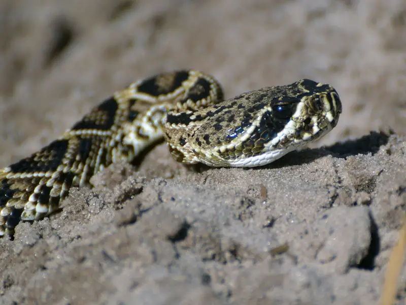 Los 5 animales más peligrosos de Tennessee que debes conocer
