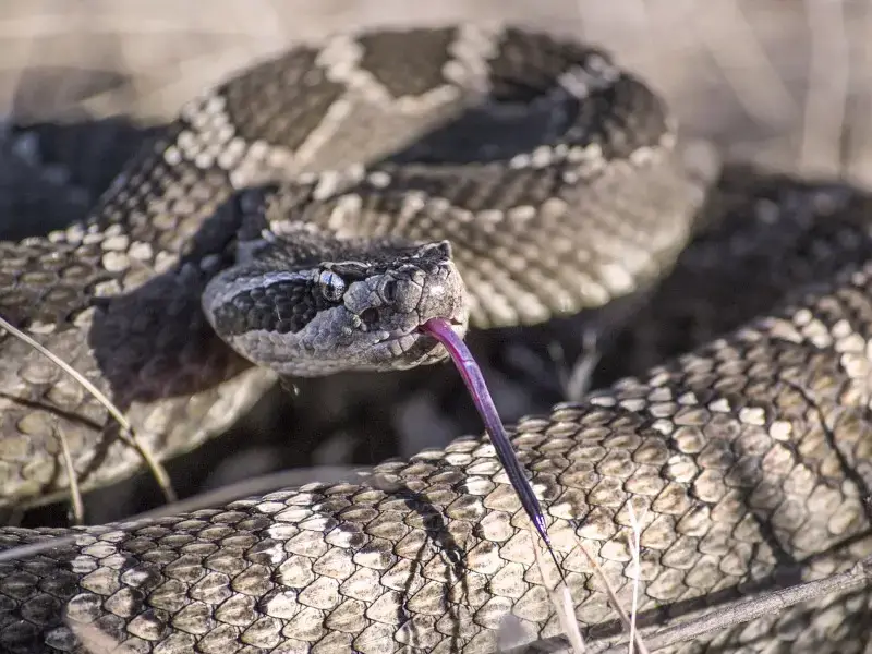 Los 5 animales más peligrosos de Tennessee que debes conocer