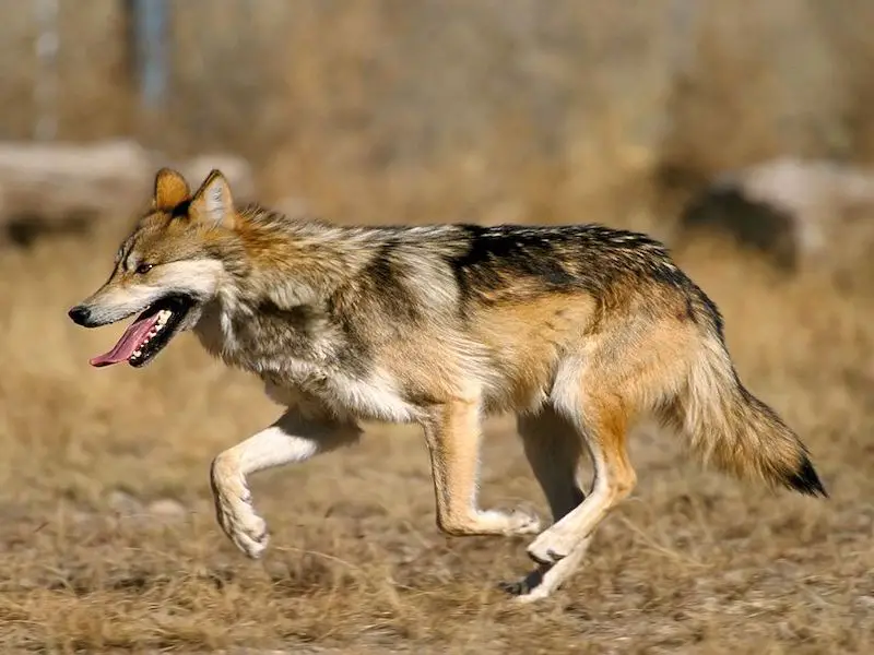 Los 7 animales más peligrosos y aterradores de Polonia Los 7 animales más peligrosos y aterradores de Polonia