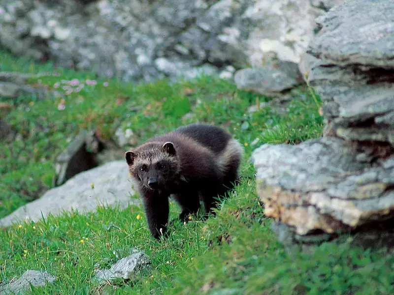 Los 7 animales más peligrosos y aterradores de Polonia Los 7 animales más peligrosos y aterradores de Polonia