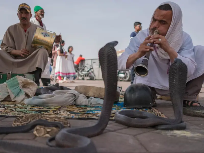 Las 5 serpientes más venenosas de Egipto a tener en cuenta