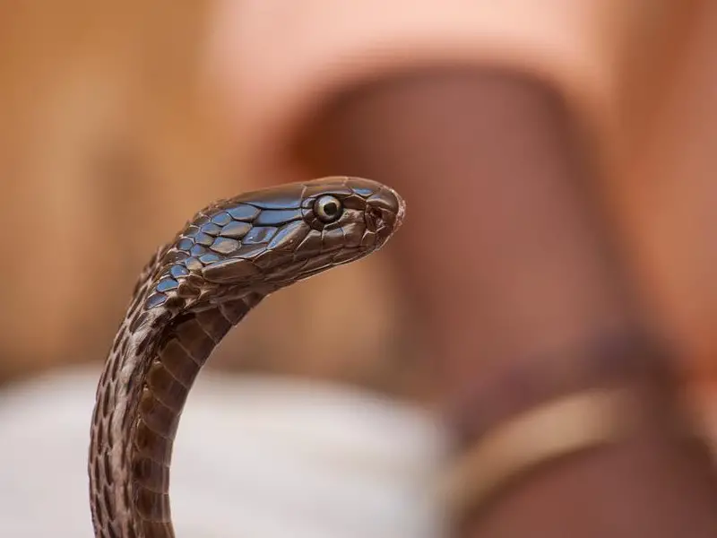 Las 5 serpientes más venenosas de Egipto a tener en cuenta