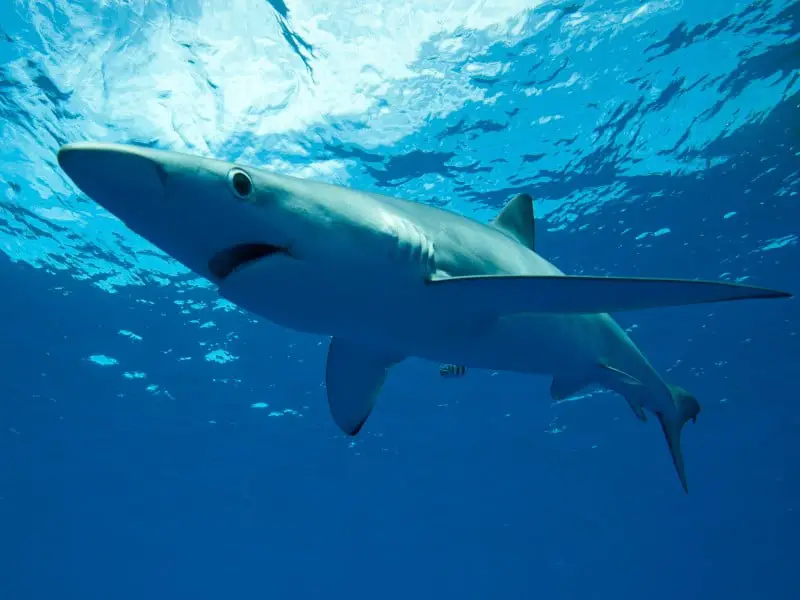 ¿Hay tiburones en Turquía? 9 especies en el Mediterráneo y el Egeo ¿Hay tiburones en Turquía? 9 especies en el Mediterráneo y el Egeo