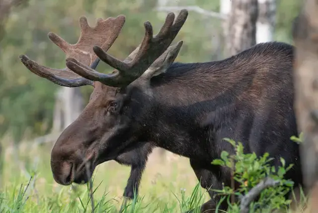 11 de los animales más peligrosos que puedes encontrar en Utah