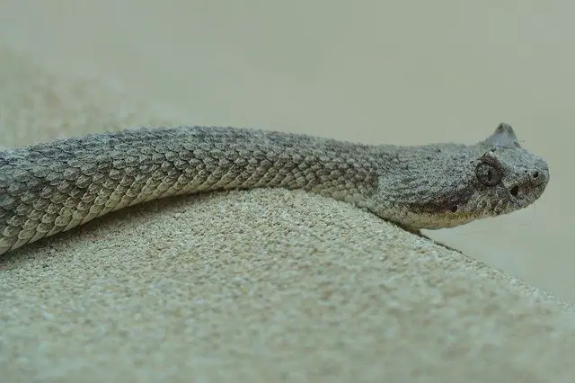 11 de los animales más peligrosos que puedes encontrar en Utah
