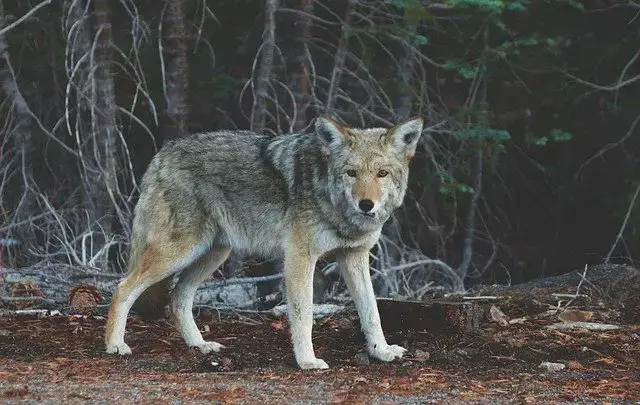 11 de los animales más peligrosos que puedes encontrar en Utah