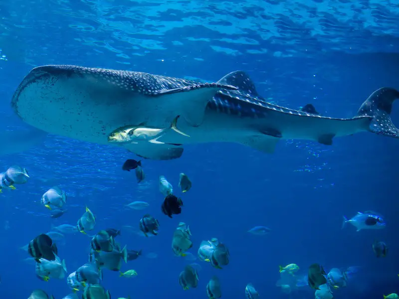 ¿Hay tiburones en el mar Egeo? Seguridad de viaje para Grecia