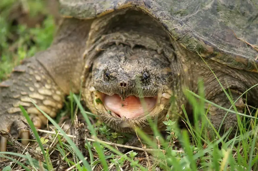 Los 7 animales más peligrosos de Ohio: exploración de la vida salvaje mortal Los 7 animales más peligrosos de Ohio: exploración de la vida salvaje mortal