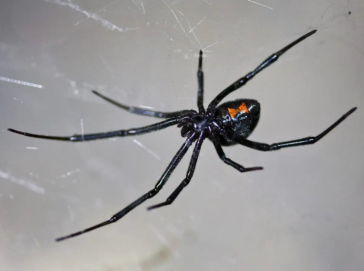 Los 7 animales más peligrosos de Ohio: exploración de la vida salvaje mortal Los 7 animales más peligrosos de Ohio: exploración de la vida salvaje mortal
