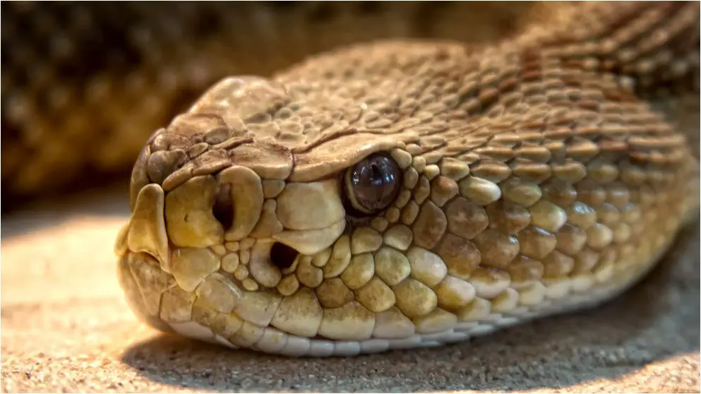 Los 7 animales más peligrosos de Ohio: exploración de la vida salvaje mortal Los 7 animales más peligrosos de Ohio: exploración de la vida salvaje mortal